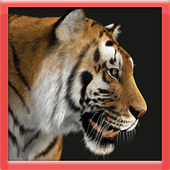 The 3D Tiger Simulator