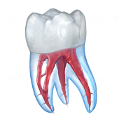Dental 3D Illustrations Latest Version Download