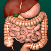 Internal Organs in 3D (Anatomy) For PC