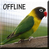 Suara Burung Lovebird Juara For PC