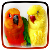 Parrot Live Wallpaper For PC