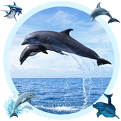 Blue Whale Picture Editor