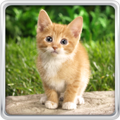 Cat Kittens Live Wallpaper For PC