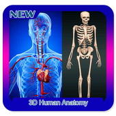 3D Human Anatomy For PC
