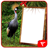 African Crowned Crane Insta DP For PC