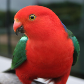 Talking Parrot Free LWP APK v1.6 (479)