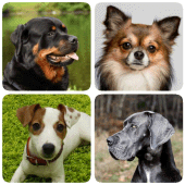 Dog Breeds - Quiz about dogs! APK 1.991