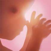 Pregnancy + | tracker app, week by week in 3D For PC