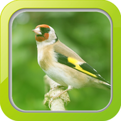 Masteran Burung Goldfinch