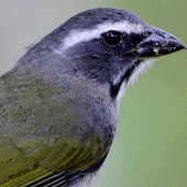 Brazilians Birds Sounds (Trinca Ferro Bird)