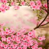 Spring Flowers Live Wallpaper For PC