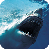 Blue Whale Simulator : Blue Whale VR For PC