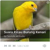 Suara Kicau Burung Kenari For PC