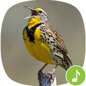 Appp.io - Meadowlark bird sounds