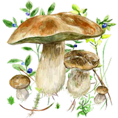 Mushrooms app APK 115