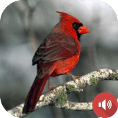 Cardinal Bird Sounds APK 1.3