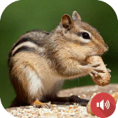 Chipmunk Sounds For PC