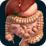 Internal Organs in 3D Anatomy APK 3.1
