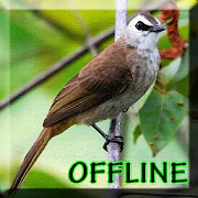 Kicau Burung Trucukan Gacor 1.0 Latest APK Download