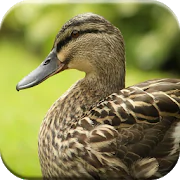 Duck Sounds  APK 1.1