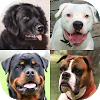 Dogs Quiz - Guess Popular Dog Breeds on the Photos APK 1.2