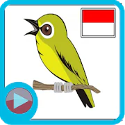 Suara Kicau Burung Full Mp3 Lengkap