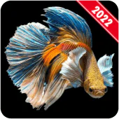Betta Fish Wallpaper For PC