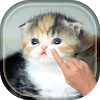 Magic Touch - Cute Cat For PC