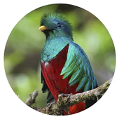 iMonteverde - Costa Rica