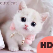Download cute cat APK File for Android
