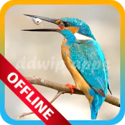 Suara Burung Pemikat Terlengkap Offline  APK 1.0