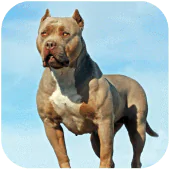 Pitbull Dog Simulator APK 1.2.5