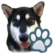 Dog Breeds  APK 0.2.4