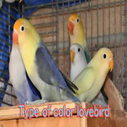 Type of color lovebird  1.0 Latest APK Download