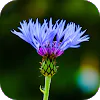 Blur Image - DSLR focus effect APK 1.17