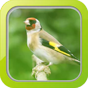 Masteran Burung Goldfinch  APK 1.0