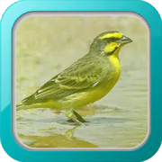 Kicau Burung Mozambik 1.0 Latest APK Download