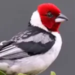 Brazilian's birds sounds APK 5.9