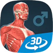 Human body (male) Latest Version Download