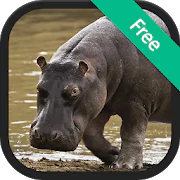 Hippopotamus Sounds  APK 1.2