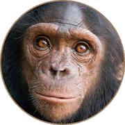 Chimpanzee Sounds  APK 1.4