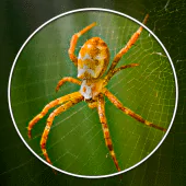 Spiders identifier - Post in Community, InsectID 17.0 Latest APK Download