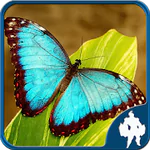 Butterfly Jigsaw Puzzles APK 1.9.27.1
