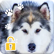 Cute Siberian Husky Puppy PIN Pattern Lock Screen  APK 1.0