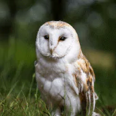 Barn Owl Wallpaper HD