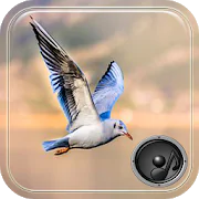 Singing of wild birds  1.0.1 Latest APK Download