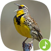 Appp.io - Meadowlark bird sounds  APK 1.0.1